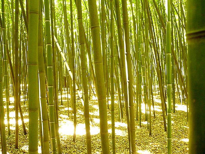 bambou_bambu_bamboo_sustainable_development_agriculture